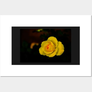 single yellow rose blossom with red center on black background Posters and Art